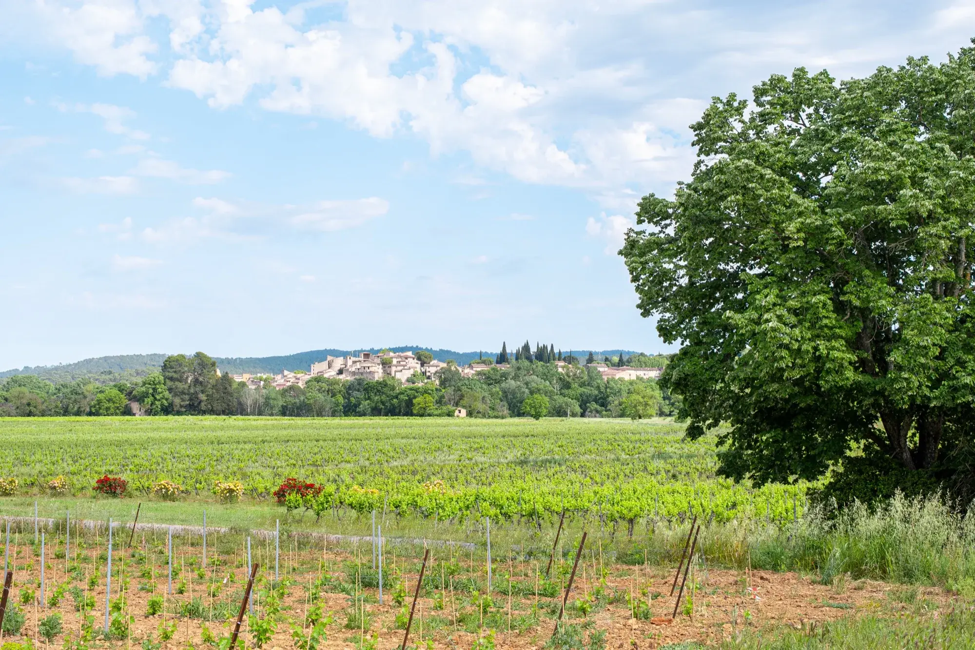 Village de Carcès depuis les vignes